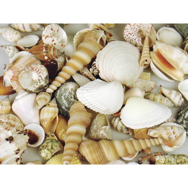 Farmed Sea Shells, Assorted, 1kg