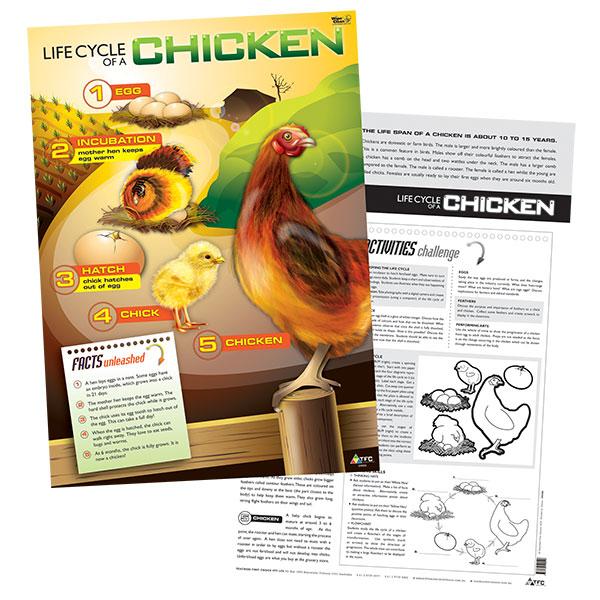 Lifecycle of a Chicken Poster