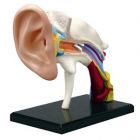 4D Human Ear Anatomy Model