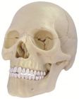 4D Human Exploded Skull Anatomy Model