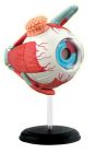4D Human Eyeball Anatomy Model