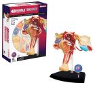 4D Human Female Reproductive System Anatomy Model