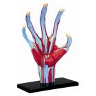 4D Human Hand Anatomy Model