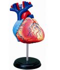 4D Human Heart Anatomy Model