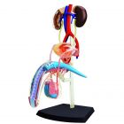 4D Human Male Reproductive System Anatomy Model