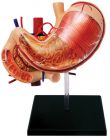 4D Human Stomach And Other Organs Anatomy Model