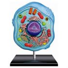 4D Science Animal Cell Model