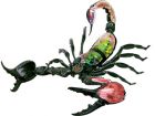 4D Vision Scorpion Anatomy Model