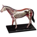 4D Vision Horse Anatomy Model