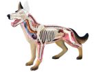 4D Vision Dog Anatomy Model