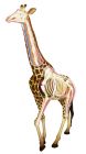 4D Vision Giraffe Anatomy Model