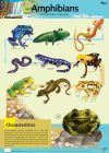 Amphibians Poster