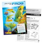 Lifecycle of a Frog Poster