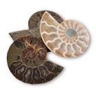 Cut and Polished Ammonite Slice