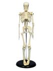 Skeleton model, mini, on stand, 45cm