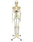Human Skeleton Maxi