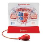 Pumping Heart & Lung model