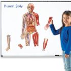 Magnetic human body