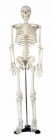 Skeleton model, medium, on stand, 85cm