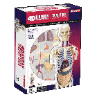 4D Human Transparent Torso Anatomy Model