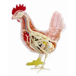 4d Vision Chicken Anatomy Model Mad About Science