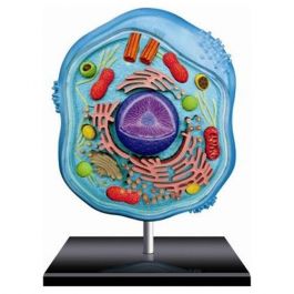 4D Vision Animal Cell Anatomy Model | Mad About Science