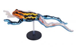 4d vision anatomy sales