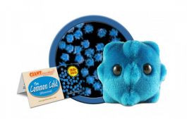Rhinovirus plush clearance