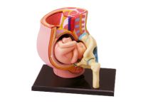 4D Human Pregnancy Pelvis Anatomy Model