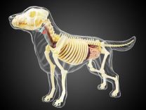 4D Vision Dog Skeleton Anatomy Model