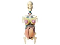 4D Human Pregancy Model, 20cm, Half Cleared