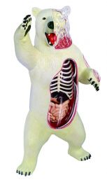 4D Vision Polar Bear Anatomy Model