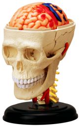 4D Human Cranial Nerve Skull Anatomy Model