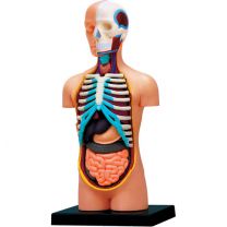 4D Human Torso Anatomy Model