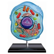 Animal Cell model