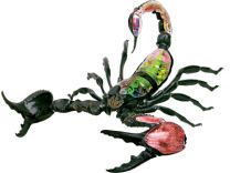 4D Vision Scorpion Anatomy Model