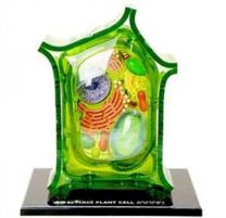 Plant Cell model