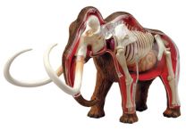 4D Vision Woolly Mammoth Anatomy Model