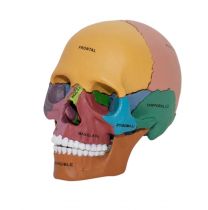 4D Human Didactic Exploded Skull Anatomy Model