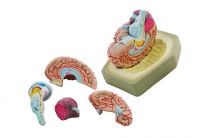 Anatomical budget models,  Brain,1x, 8 parts