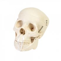 Life Size Human Skull Model