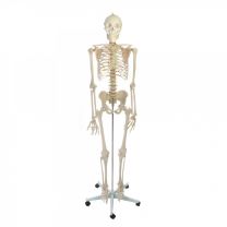 Skeleton Life Sized Model on Stand