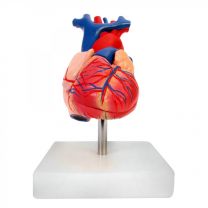 Life Size Heart Model