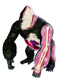 4D Vision Gorilla Anatomy Model