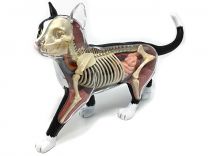 4D Vision Cat Anatomy Model