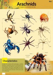 Arachnids Poster