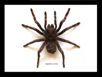 Framed Tarantula - Pamphobeteus antinous female