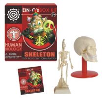 EIN-O Skeleton Box Kit - Human Biology