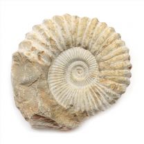 Fossil Ammonite