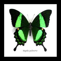 Framed Emerald Swallowtail Butterfly - Paplilio Palinurus